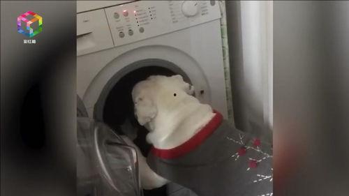 成人洗衣视频大全,全方位成人洗衣视频大全解析