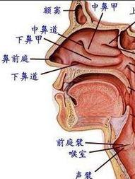 成人冲洗鼻腔原理视频,轻松掌握成人鼻腔清洁技巧